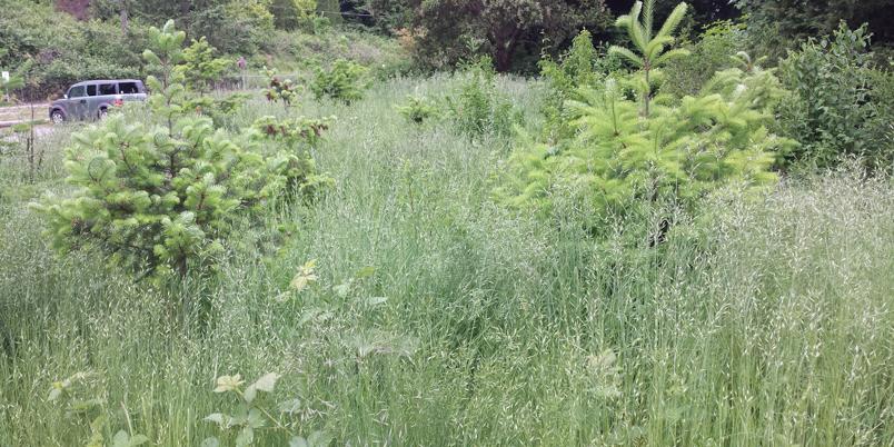 Grass and blackberry growth at the Discovery Park site after the spring rain.