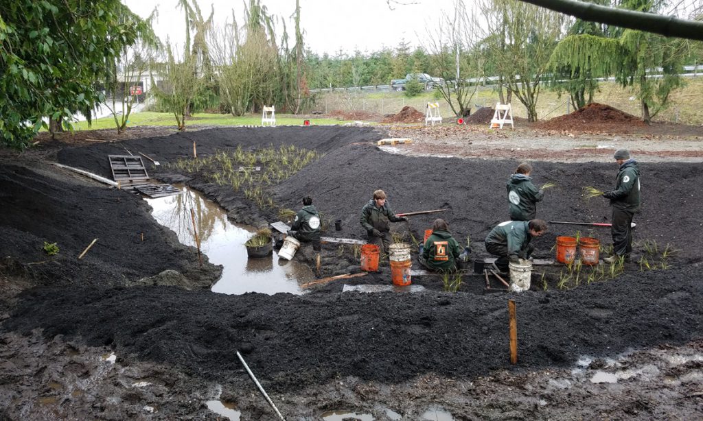 Corps Members planting sedges and shrubs in the hole.