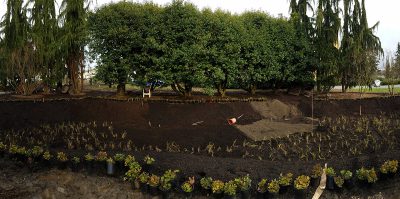 Raingarden with small plants in pots surrounding the garden, ready to be planted.