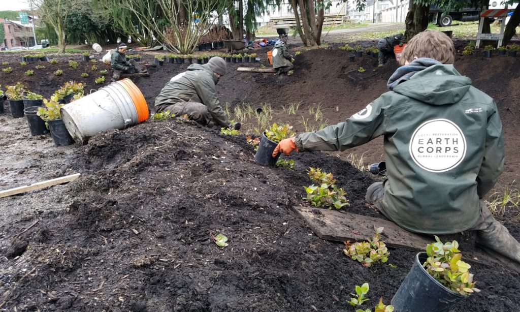 Corps Members wearing rain jackets, planting sedges and shrubs.