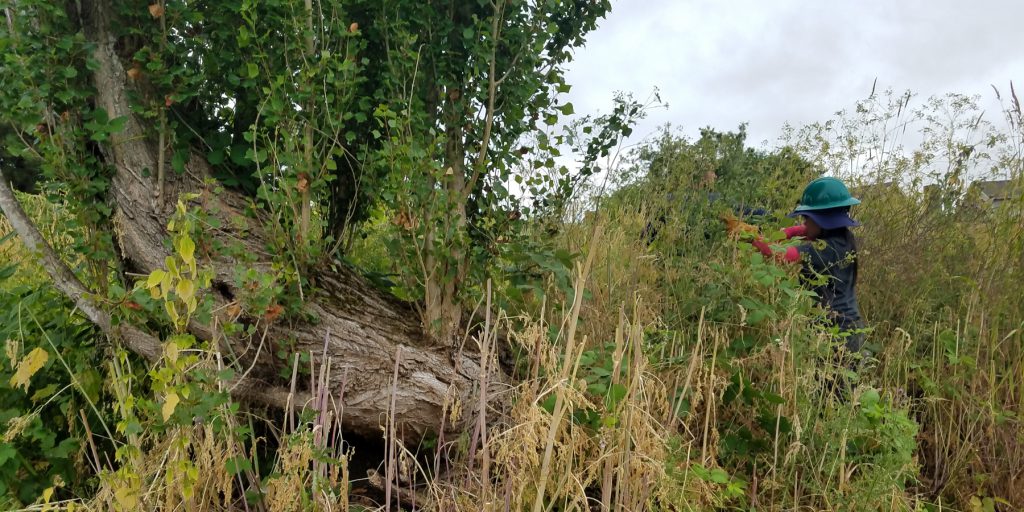 Corps Member wearing a hard hat, working outside in an area with lots of foliage.