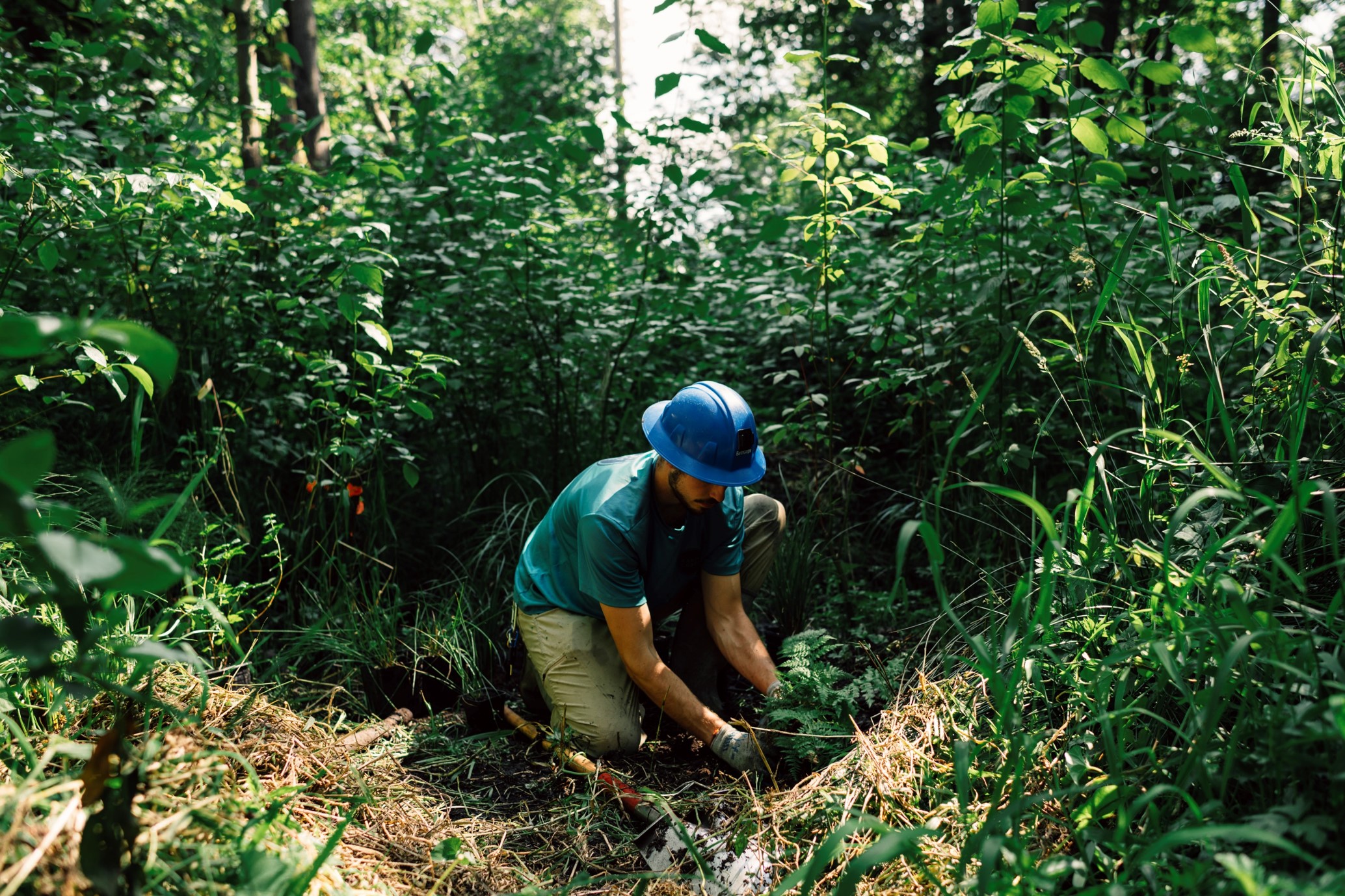 Corps Member in a forested area, wearing a hard hat and planting a plant in the ground.