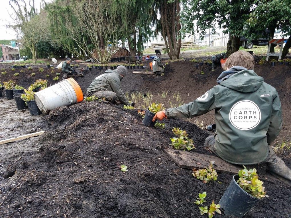 Corps Members in rain jackets, planting small plants in the soil.