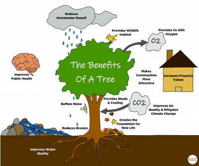 Infographic of the benefits of a tree. The graphic shows a green tree in the middle, with graphics all around the tree showing the various benefits. These graphics include; a house that reads, increases property values, and text next to the house that reads, makes communities more attractive, a brain that reads, improves public health, a cloud with rain that reads, reduces stormwater runoff, a bird on the tree with text that reads, provides wildlife habitat, an arrow pointing to a cloud with the text O2 that reads, provides us with oxygen, an arrow pointing to the tree trunk coming from a cloud with the text Co2 that reads, improves air quality and mitigates climate change, lines to show noise next to the tree trunk with text that reads, buffers noise, stream of water and rocks with fish with the text that reads improves water quality, fall colored leaves falling from the tree with text that reads, creates the foundation for new life, under the tree there is text that reads, provides shade and cooling, and words at the bottom of the tree that reads, reduces erosion.