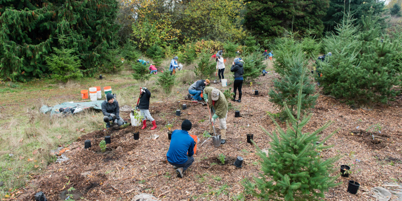 Volunteers planting at Discovery Park.