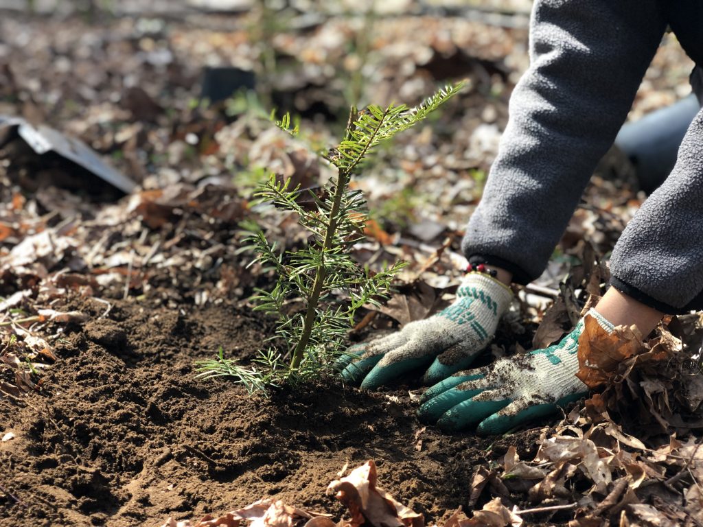 Hands planting a tree in the dirt
