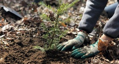 Two gloved hands planting a plant in the ground.