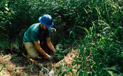 Corps Member wearing a hard hat, planting a plant in a forested area.