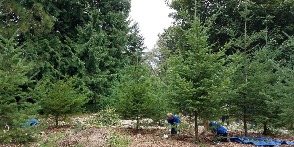 People doing restoration work in a forested area.