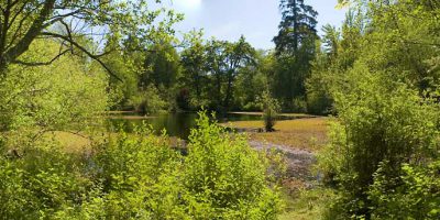 A small body of water surrounded by lush green trees.