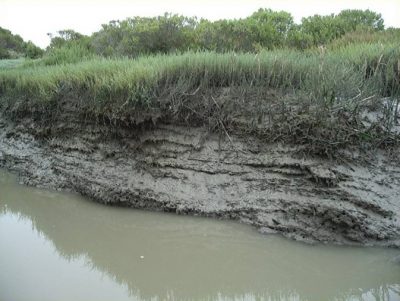 The side of a clay-like ridge of grassy land, with brownish-gray water beneath the ridge.
