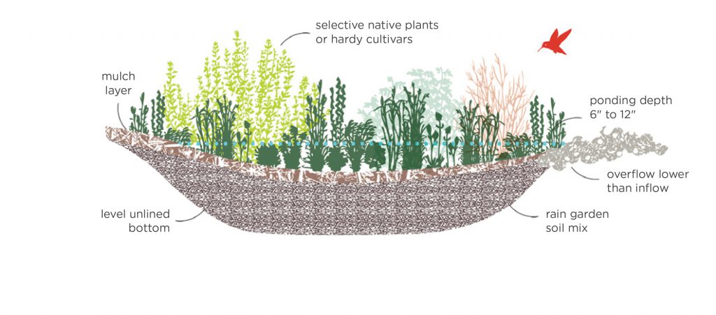 Rain Garden Diagram. The brown layer at the bottom of the diagram is labeled with text that reads, level unlined bottom and rain garden soil mix, the next layer above reads mulch layer, the excess material coming out from the side is labeled, overflow lower than inflow, the plants on the top layer are labeled, selective native plants or hardy cultivars, the blue line through the plant layer is labeled, ponding depth 6 inches to 12 inches. 