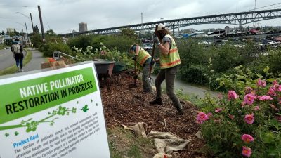 EarthCorps crew working on a pollinator habitat along the Burke Gilman Trail in Seattle. The sign near the pollinator site reads, "Native Pollinator Restoration in Progress".
