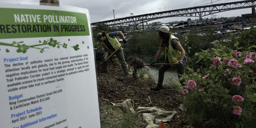 EarthCorps crew working on a pollinator habitat along the Burke Gilman Trail in Seattle