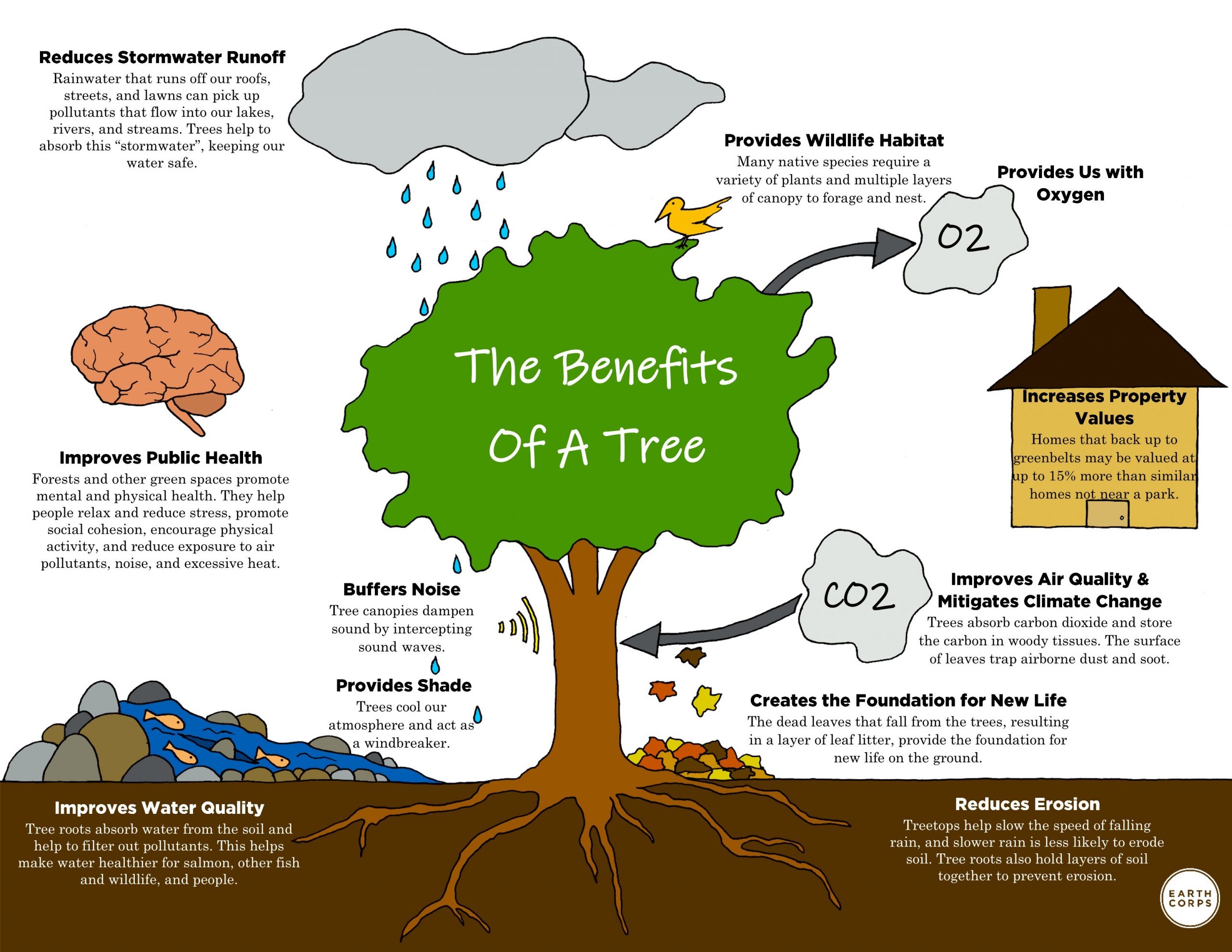 The Benefits of A Tree infographic. Infographic of the benefits of a tree. The graphic shows a green tree in the middle, with graphics all around the tree showing the various benefits. These graphics include; a house that reads, increases property values, and text next to the house that reads, makes communities more attractive, a brain that reads, improves public health, a cloud with rain that reads, reduces stormwater runoff, a bird on the tree with text that reads, provides wildlife habitat, an arrow pointing to a cloud with the text O2 that reads, provides us with oxygen, an arrow pointing to the tree trunk coming from a cloud with the text Co2 that reads, improves air quality and mitigates climate change, lines to show noise next to the tree trunk with text that reads, buffers noise, stream of water and rocks with fish with the text that reads improves water quality, fall colored leaves falling from the tree with text that reads, creates the foundation for new life, under the tree there is text that reads, provides shade and cooling, and words at the bottom of the tree that reads, reduces erosion. Image caption below. 