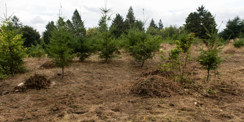 Restoration site at Discovery Park, cleared of grass and blackberry. The small conifers remained at the site.