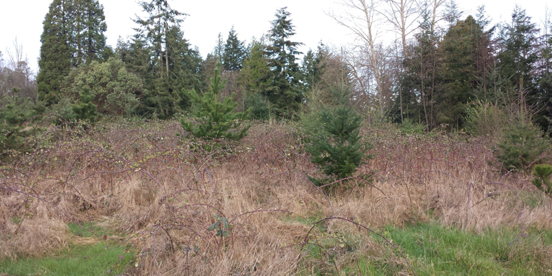 Discovery Park site covered in blackberry and grass.