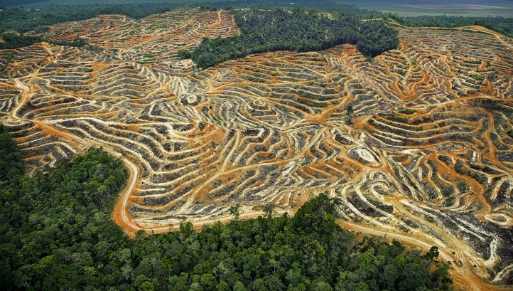 Forest cleared for palm oil production.