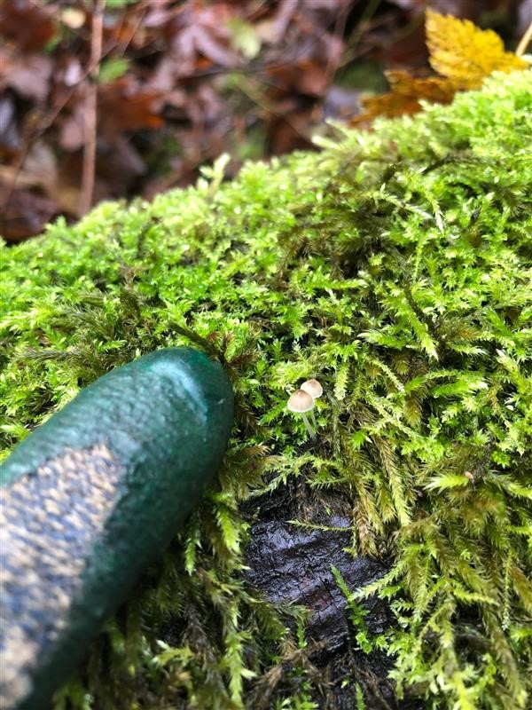 A gloved finger next to a tiny mushroom.